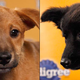 Image for article titled Nation’s Least-Appealing Puppies To Face Off In Puppy Bowl